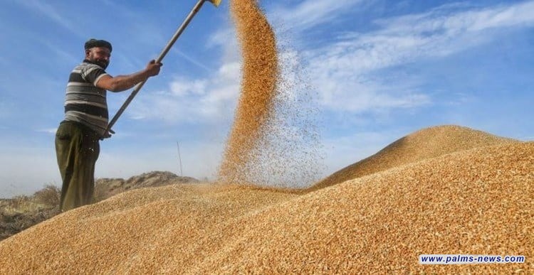 العراق يعلن قرب الاكتفاء الذاتي من الحنطة